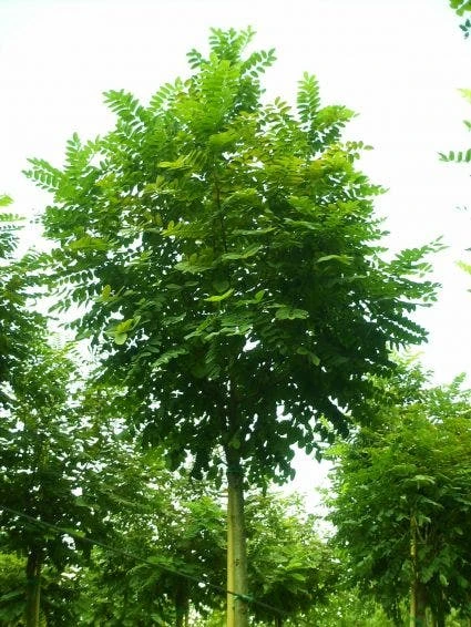 Bolacacia (Robinia Pseudoacacia 'Umbraculifera') 7 Bolacacia (Robinia Pseudoacacia 'Umbraculifera') - Afbeelding 7