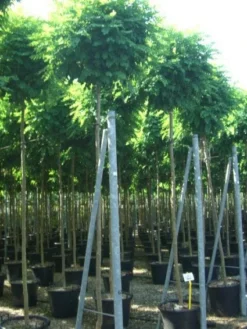 Bolacacia (Robinia Pseudoacacia 'Umbraculifera') -Tuinplantenwinkel 20101228120453 24 2