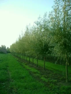Knotwilg (Salix Alba) -Tuinplantenwinkel 20101228131242 13 2