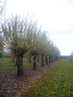 Knotwilg (Salix Alba) 16 Knotwilg (Salix Alba) -Tuinplantenwinkel 20101228131303 13