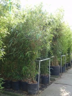 Bamboe (Semiarundinaria Fastuosa)