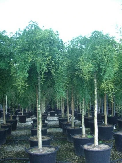 Honingboom (Sophora Japonica 'Pendula') 2 Honingboom (Sophora Japonica 'Pendula') - Afbeelding 2