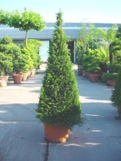 Taxus Als Pyramide (Taxus Baccata) -Tuinplantenwinkel 20101228152743 5 1