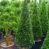 Taxus Als Kegel (Taxus Baccata)