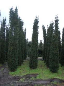 Zuiltaxus (Taxus Baccata 'Fastigiata Robusta')