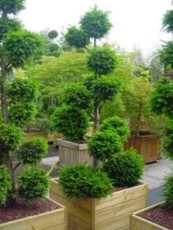 Taxus Als Bonsai (Taxus Baccata) -Tuinplantenwinkel 20101230131810 1 2