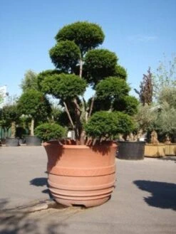 Taxus Als Bonsai (Taxus Baccata) -Tuinplantenwinkel 20101230131827 1 2