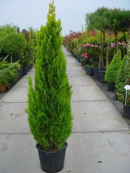 Levensboom (Thuja Orientalis 'Pyramidalis Aurea') 2 Levensboom (Thuja Orientalis 'Pyramidalis Aurea') - Afbeelding 2