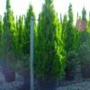 Levensboom (Thuja Orientalis 'Pyramidalis Aurea')