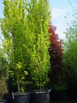 Goudiep (Ulmus Hollandica 'Wredei') -Tuinplantenwinkel 20101231140718 9