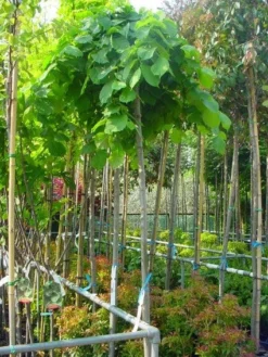 Treuriep (Ulmus Glabra 'Pendula') -Tuinplantenwinkel 20101231141953 7