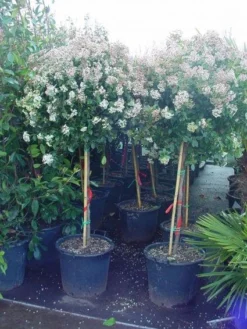 Sneeuwbal Op Stam (Viburnum Tinus 'Eve Price') -Tuinplantenwinkel 20110102183216 4 2