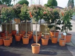 Sneeuwbal Op Stam (Viburnum Tinus 'Eve Price') -Tuinplantenwinkel 20110102183229 4 1