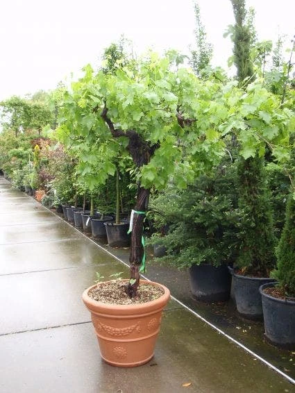 Druif, Op Stam (Vitis Vinifera) 1 Druif, Op Stam (Vitis Vinifera)