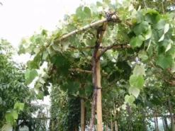 Druif Als Dakboom (Vitis Vinifera) -Tuinplantenwinkel 20110102185926 2 1