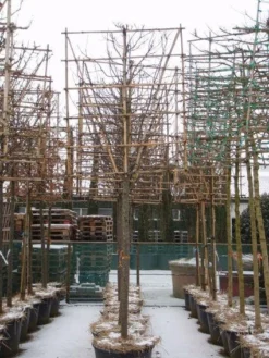 Sierappel Als Leiboom (Malus 'Red Sentinel') 7 Sierappel Als Leiboom (Malus 'Red Sentinel') -Tuinplantenwinkel 20110105105309 5 1