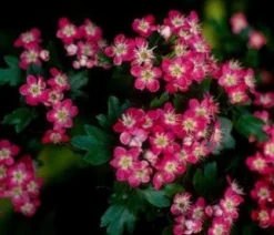 Rode Meidoorn Als Leiboom (Crataegus 'Paul's Scarlet') -Tuinplantenwinkel 20110201103926 5