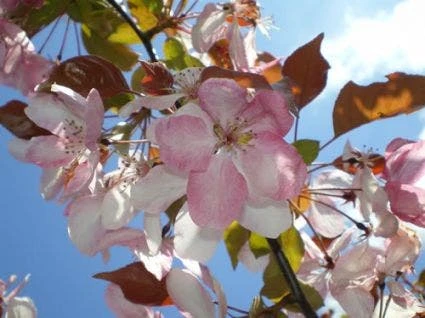 Sierappel Als Leiboom (Malus 'Rudolf') 3 Sierappel Als Leiboom (Malus 'Rudolf') - Afbeelding 3