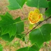 Tulpenboom Als Leiboom (Liriodendron Tulipifera)
