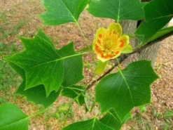 Tulpenboom Als Dakboom (Liriodendron Tulipifera)