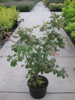 Japanse Esdoorn (Acer Japonicum 'Aconitifolium') -Tuinplantenwinkel 20110214171717 10