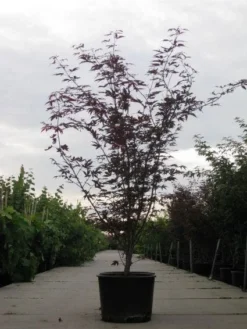 Japanse Esdoorn (Acer Palmatum 'Fireglow') 19 Japanse Esdoorn (Acer Palmatum 'Fireglow') -Tuinplantenwinkel 20110215151240 11