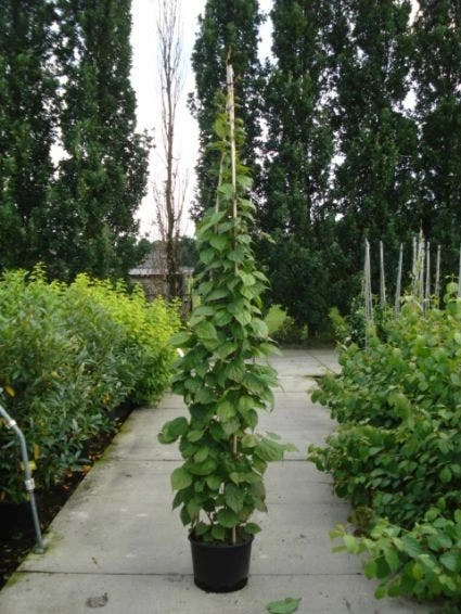 Sierkiwi (Actinidia Kolomikta) 4 Sierkiwi (Actinidia Kolomikta) - Afbeelding 4