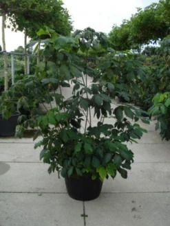 Herfstpaardenkastanje (Aesculus Parviflora) -Tuinplantenwinkel 20110215154403 8