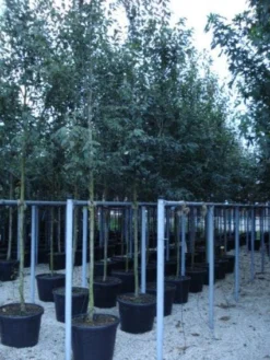 Krentenboom (Amelanchier Arborea 'Robin Hill') -Tuinplantenwinkel 20110215154853 10