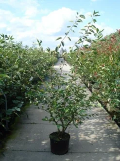 Krentenboom Als Struik (Amelanchier Lamarckii) -Tuinplantenwinkel 20110215155125 13 1