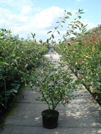 Krentenboom Als Struik (Amelanchier Lamarckii) 5 Krentenboom Als Struik (Amelanchier Lamarckii) - Afbeelding 5