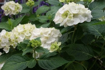 Hortensia (Hydrangea 'Endless Summer The Bride') 1 Hortensia (Hydrangea 'Endless Summer The Bride')