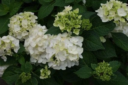 Hortensia (Hydrangea 'Endless Summer The Bride') 2 Hortensia (Hydrangea 'Endless Summer The Bride') - Afbeelding 2