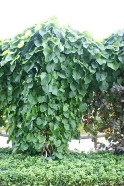 Duitse Pijp (Aristolochia Macropylla) -Tuinplantenwinkel 20110731133730 3 1