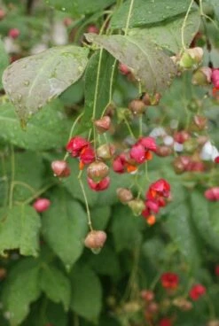 Kardinaalsmuts (Euonymus Planipes) -Tuinplantenwinkel 20110731134608 5