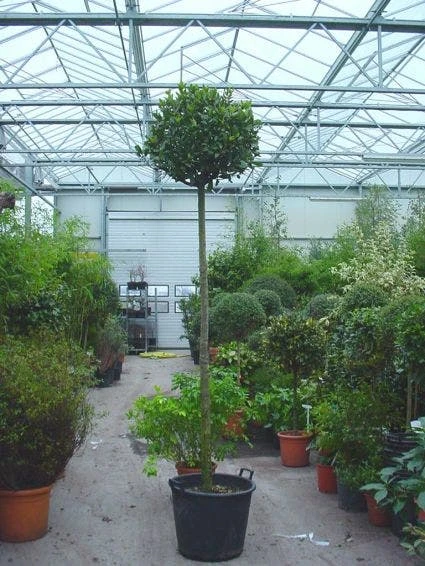 Echte Laurier Als Boom (Laurus Nobilis) 2 Echte Laurier Als Boom (Laurus Nobilis) - Afbeelding 2
