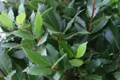 Echte Laurier Op Stam (Laurus Nobilis) -Tuinplantenwinkel 20110822170724 4