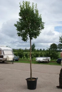 Aardbeiboom (Arbutus Unedo) 6 Aardbeiboom (Arbutus Unedo) -Tuinplantenwinkel 20110822171531 4