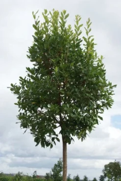 Tuinplantenwinkel -Tuinplantenwinkel 20110822171550 4 1