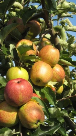 Appelboom (Malus Domestica ) -Tuinplantenwinkel 20110905151704 5