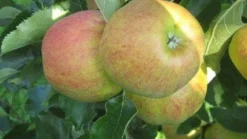 Appelboom (Malus Domestica 'Elstar') -Tuinplantenwinkel 20110905154809 6