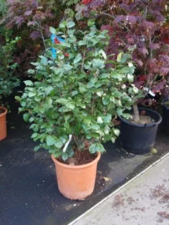 Camelia (Camellia, Wit) 11 Camelia (Camellia, Wit) -Tuinplantenwinkel 20110919164930 5 1