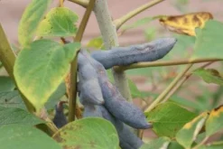 Augurkenstruik (Decaisnea Fargesii) -Tuinplantenwinkel 20111019140854 15 3