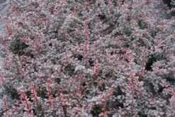 Tuinplantenwinkel -Tuinplantenwinkel 20111026150721 4