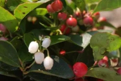 Bergthee / Patrijzenbes (Gaultheria Procumbens) -Tuinplantenwinkel 20111029153448 2 1