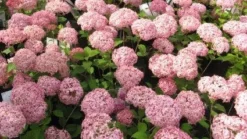 Hortensia (Hydrangea 'Pink Annabelle') -Tuinplantenwinkel 20111219093740 1