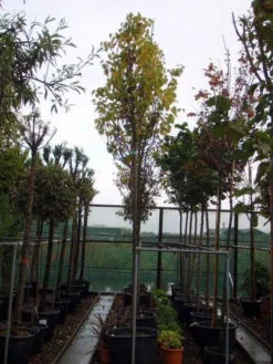 Judasboom (Cercis Siliquastrum) -Tuinplantenwinkel 20120110164015 10 1