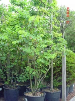 Judasboom Als Struik (Cercis Siliquastrum) -Tuinplantenwinkel 20120110165223 8