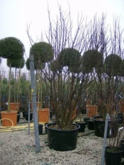 Judasboom Als Struik (Cercis Siliquastrum) -Tuinplantenwinkel 20120110165233 8