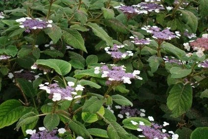 Fluweelhortensia (Hydrangea Aspera 'Sargentiana') 2 Fluweelhortensia (Hydrangea Aspera 'Sargentiana') - Afbeelding 2